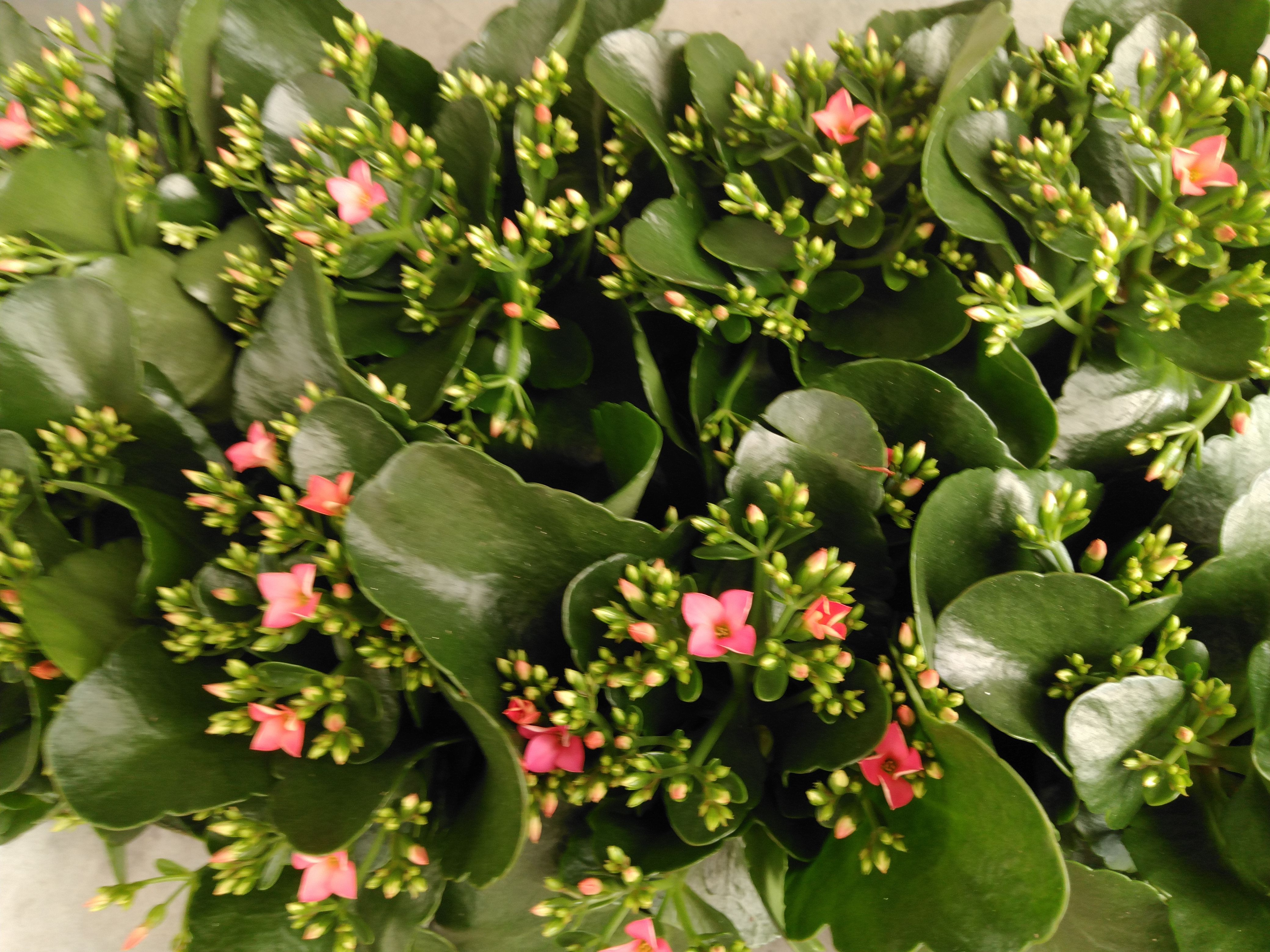 Kalanchoe blos. 'Favor Bella Rosa'  pink