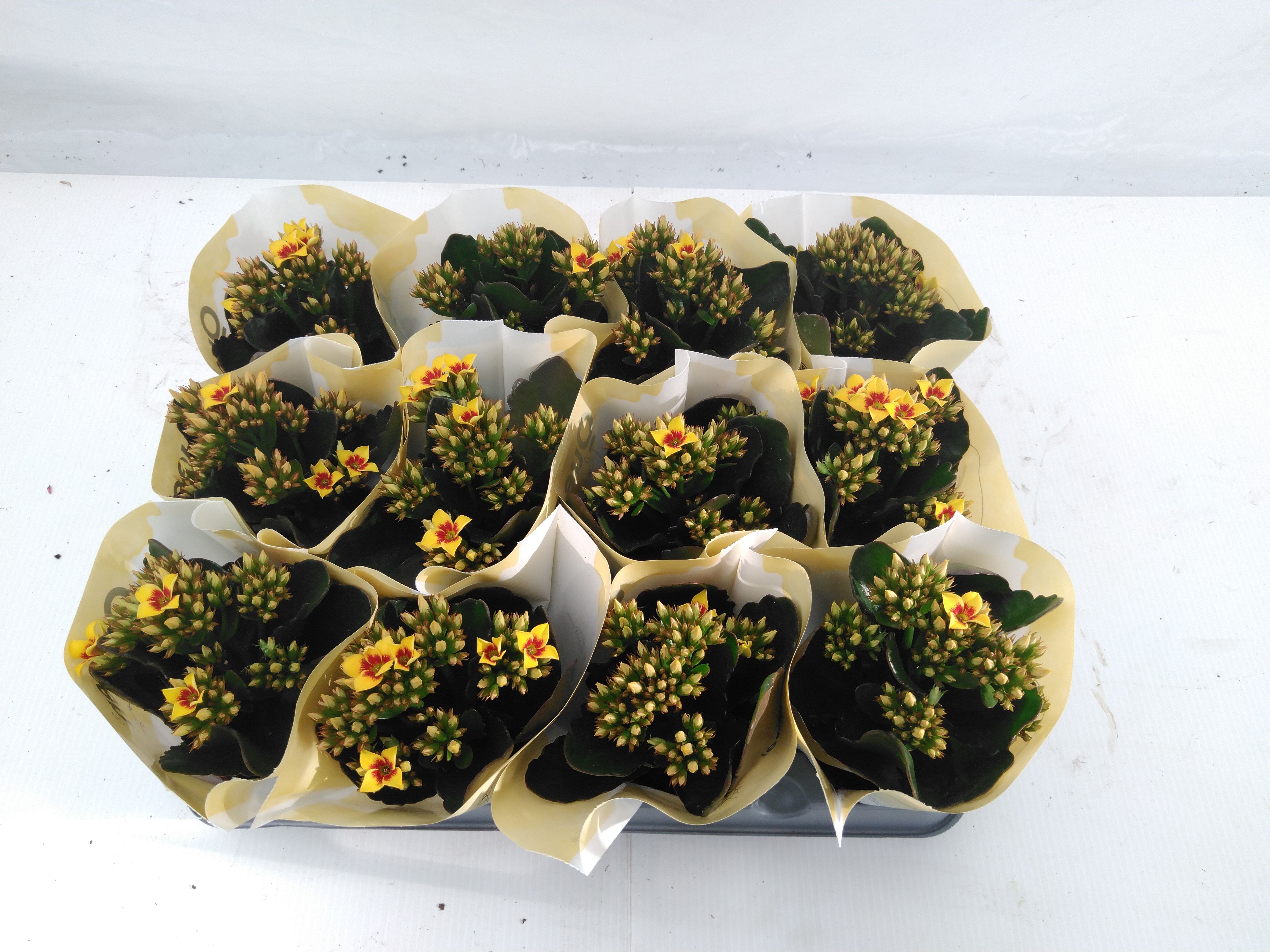 Kalanchoe ... Remy bicolor geel