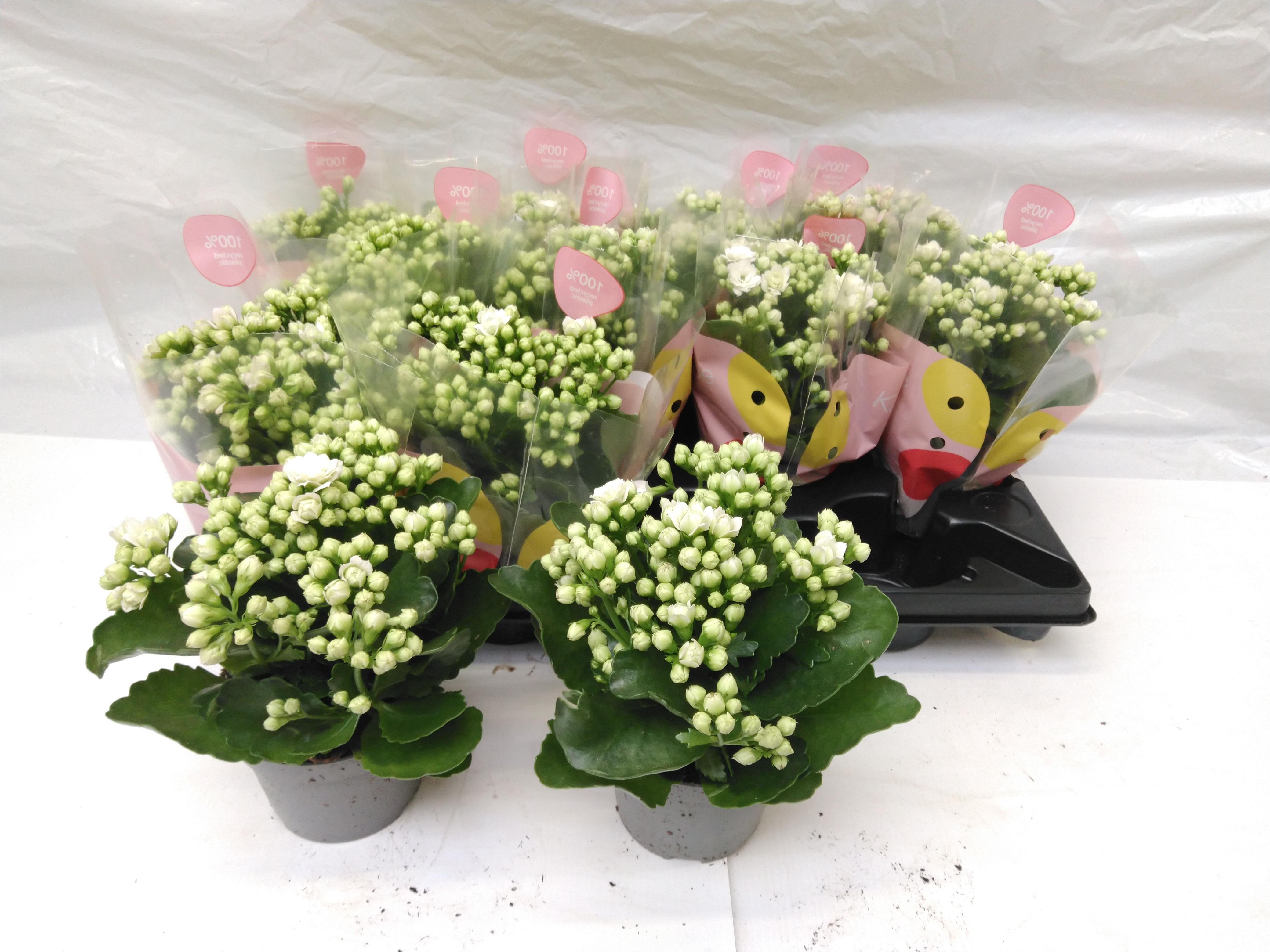 Kalanchoe Arts-Hybride Blanc Queen