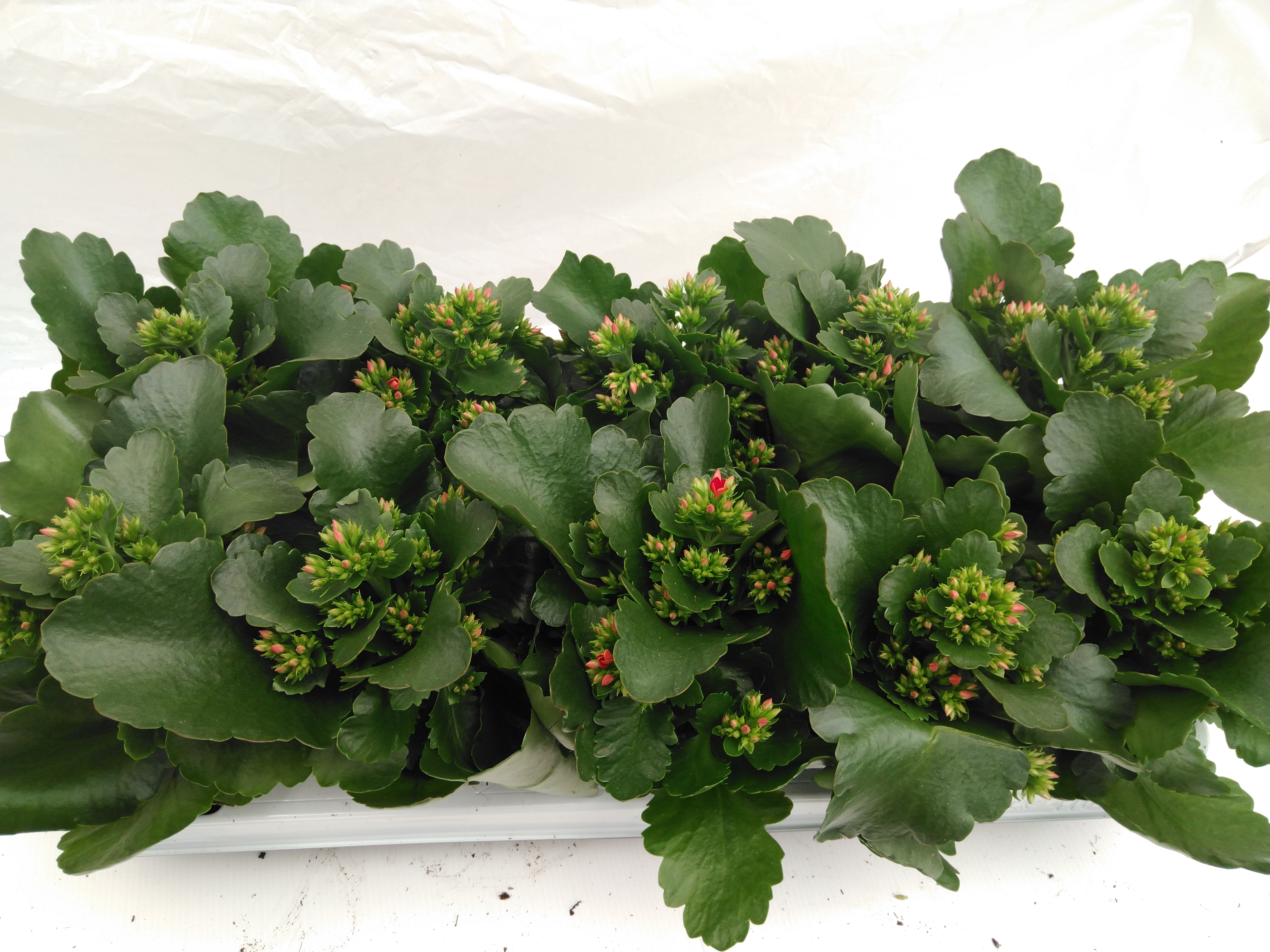 Kalanchoe blos. 'Lipstick'  red