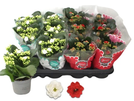 Kalanchoe - Calandiva dubbel mix - Kerst