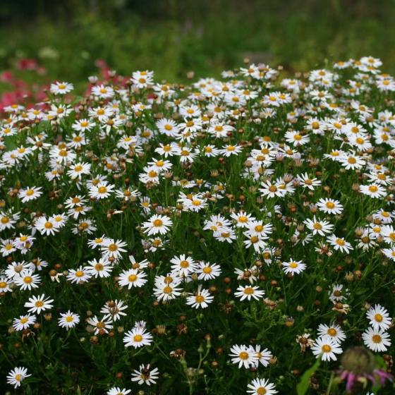 Kalimeris incisa 'Alba' Kalimeris incisa 'Alba'