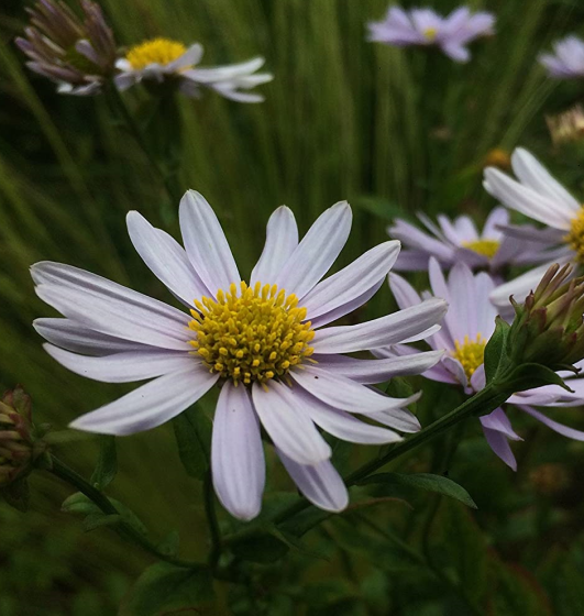 Kalimeris incisa 'Blue star' Kalimeris incisa 'Blue star'