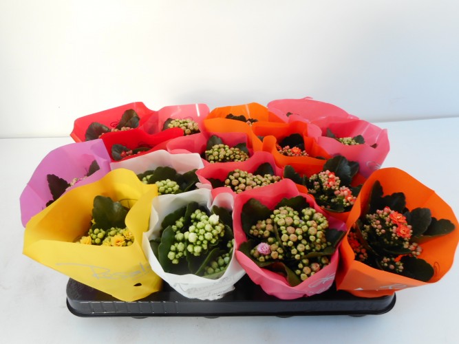 Kalanchoe blos. 'Calandiva mix'