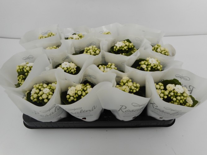Kalanchoe blos. 'Calandiva Whites' Kalanchoe blos. 'Calandiva Whites'