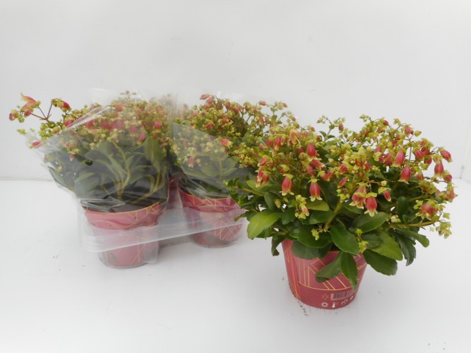 Kalanchoe HG 'Dream Bells' 