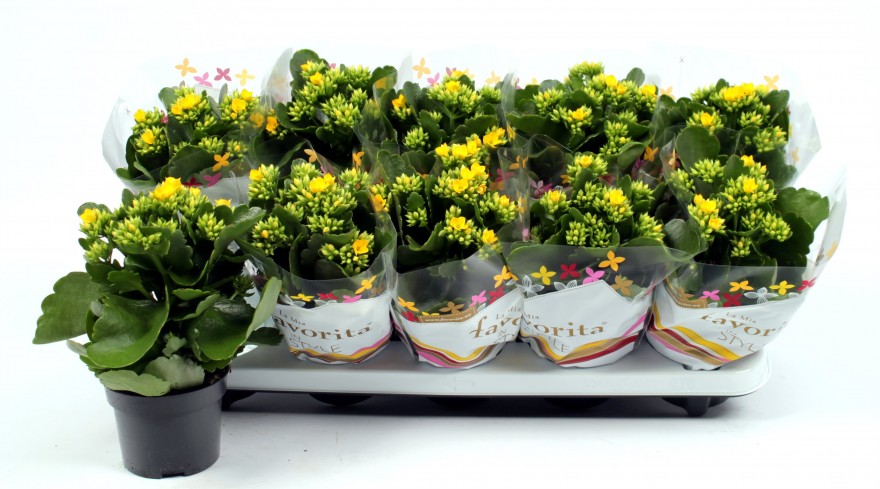 Kalanchoe blos.'Favorita Geel'  - Garden
