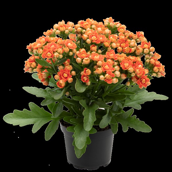 Kalanchoe Geneva Queen