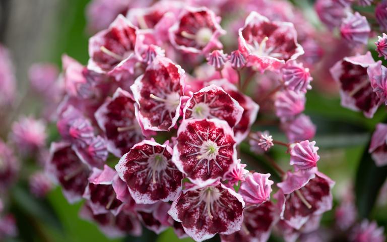 Kalmia 'Hortinno Garden' ®