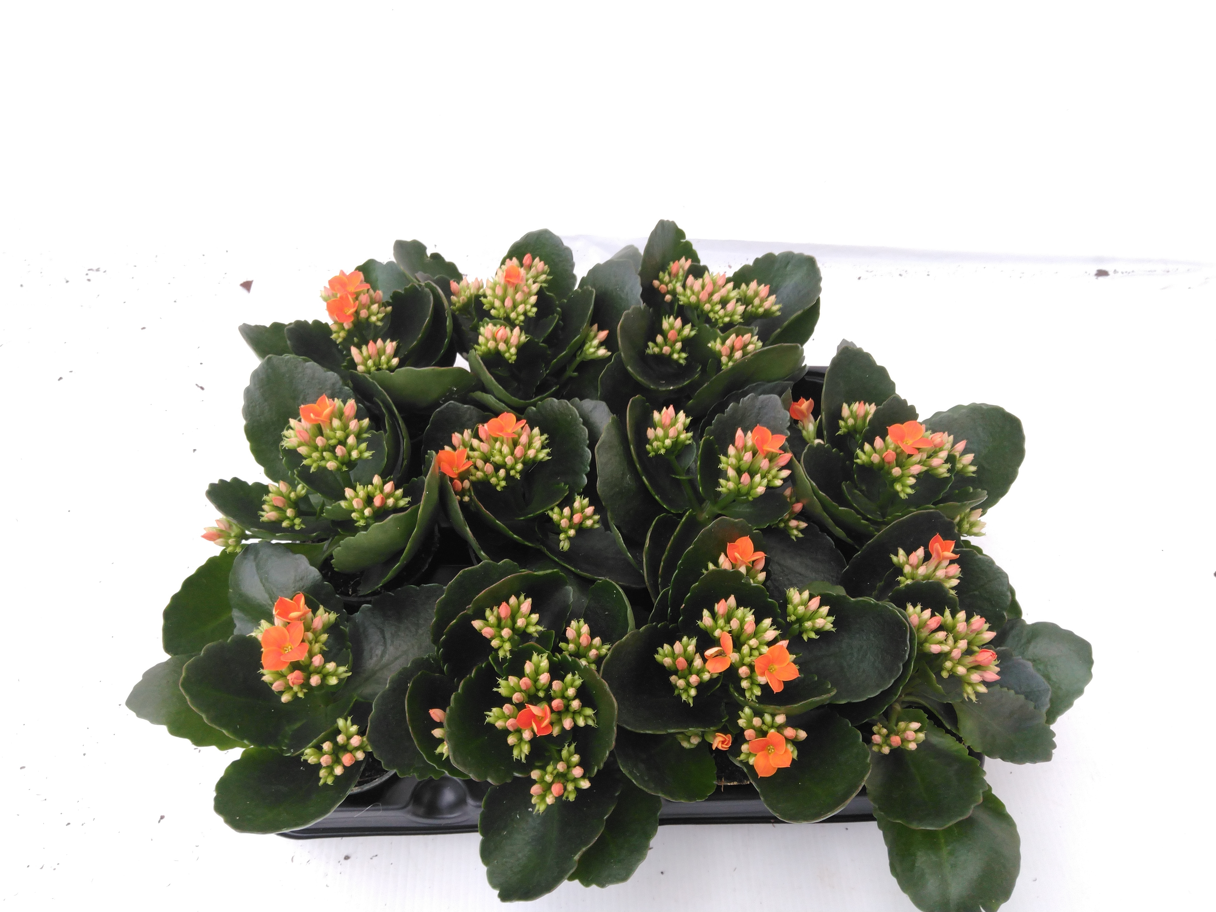 Kalanchoe 'Venia Orange'