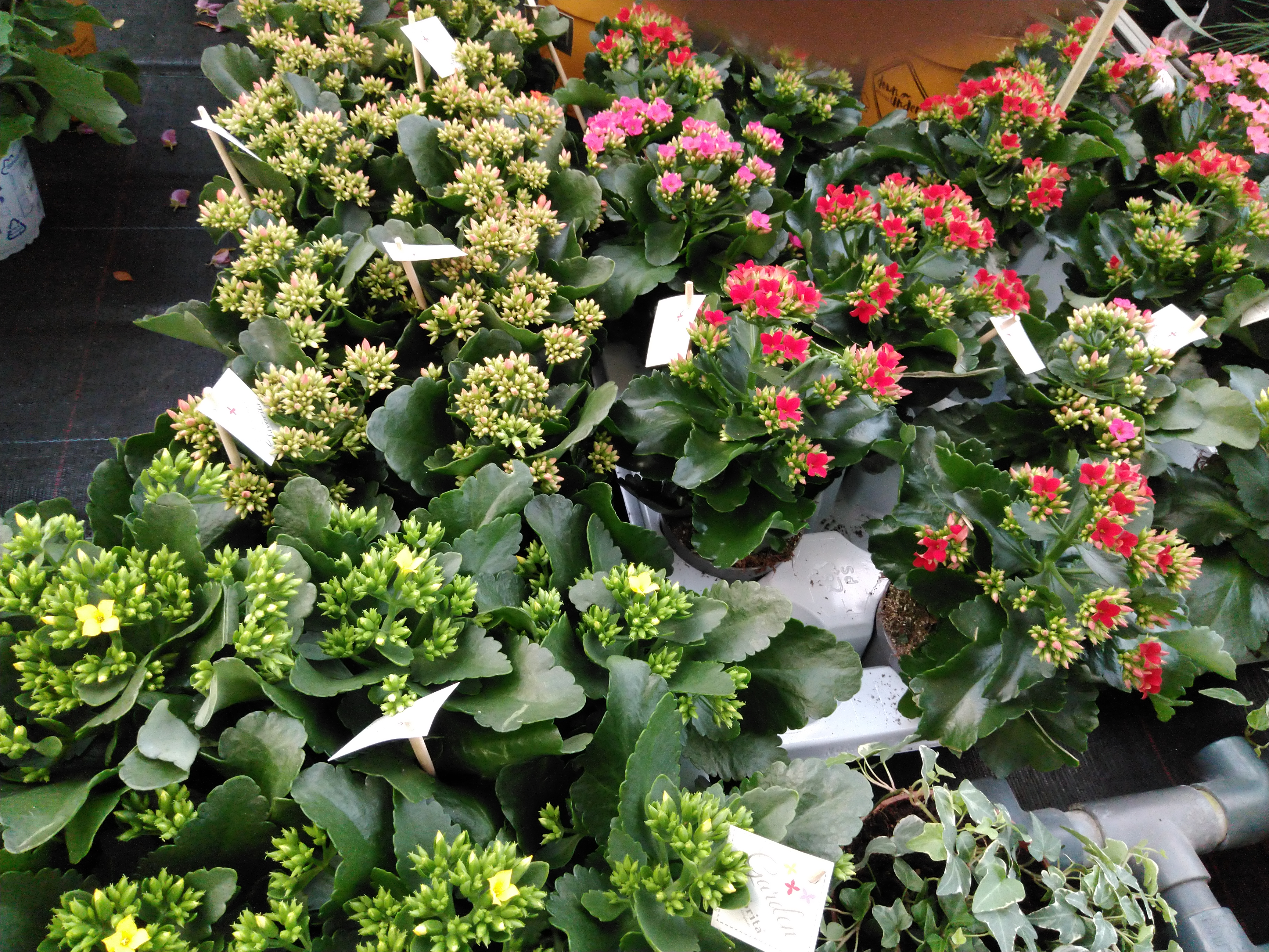 Kalanchoe blos. 'Patio'