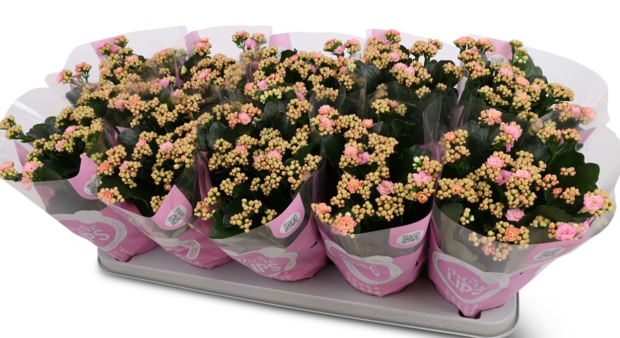 Kalanchoe 'Perfecta Pink'