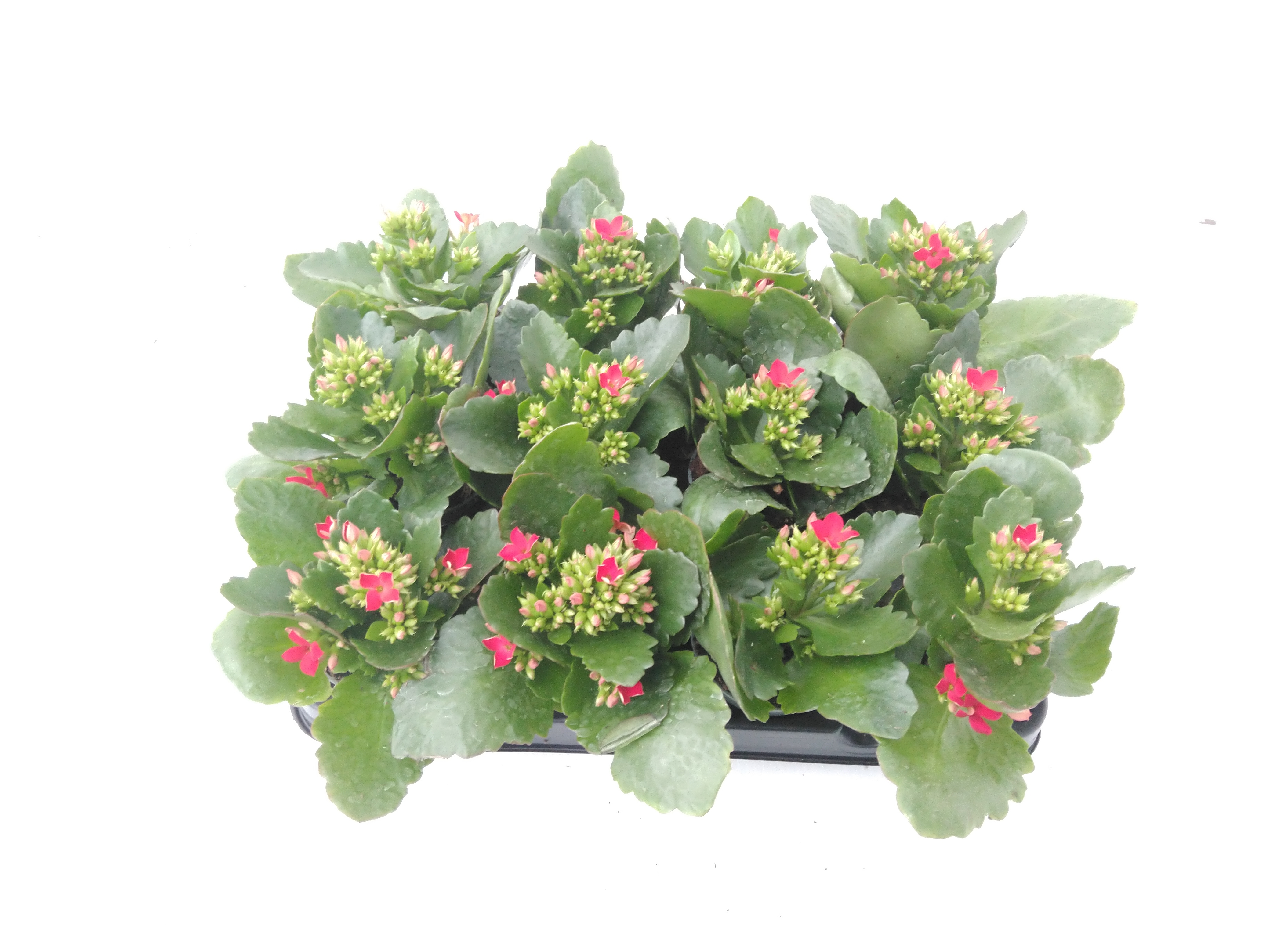 Kalanchoe blos. - enkel rood