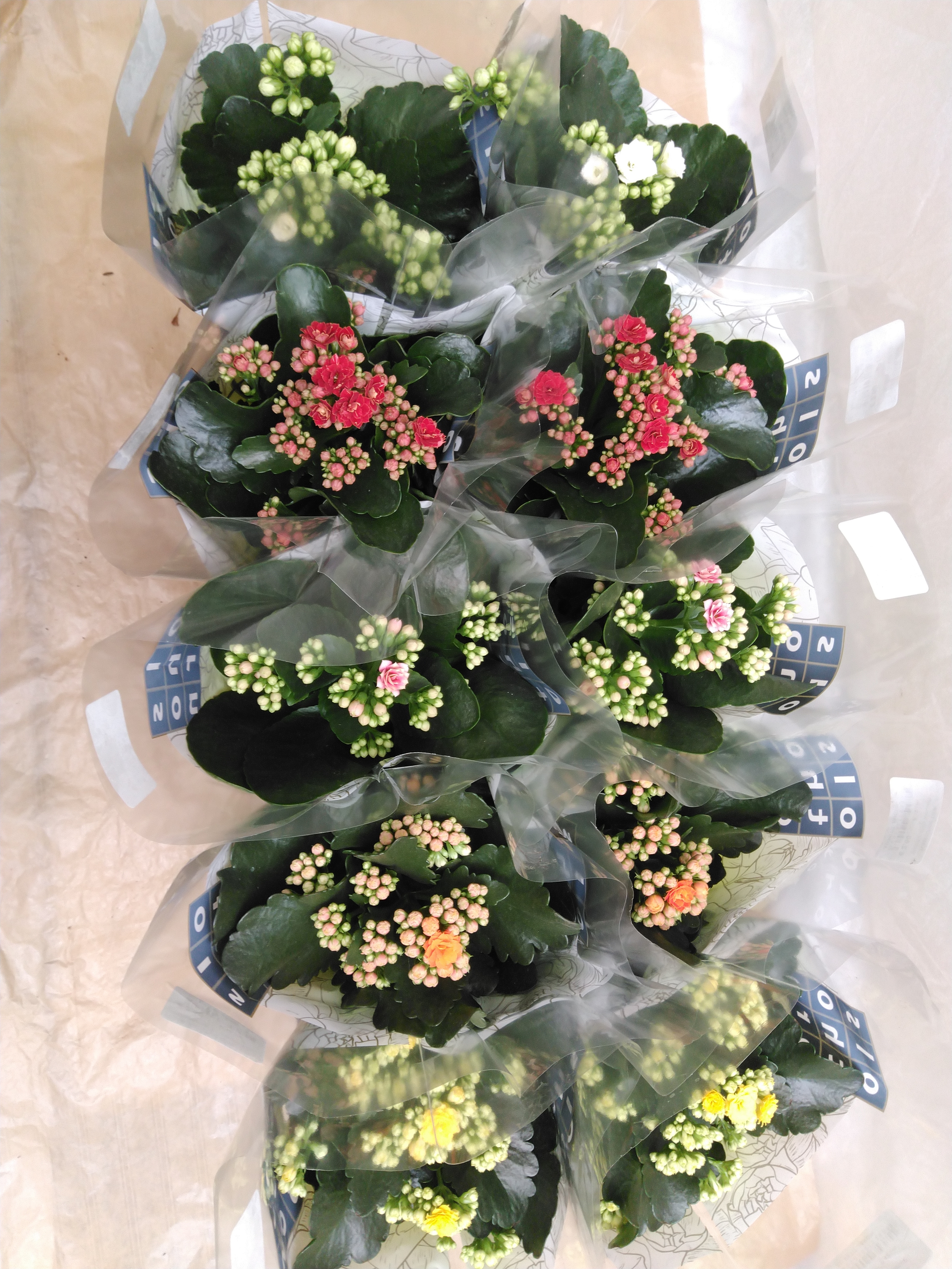 Kalanchoe blos. 'Rosalina' in kleuren