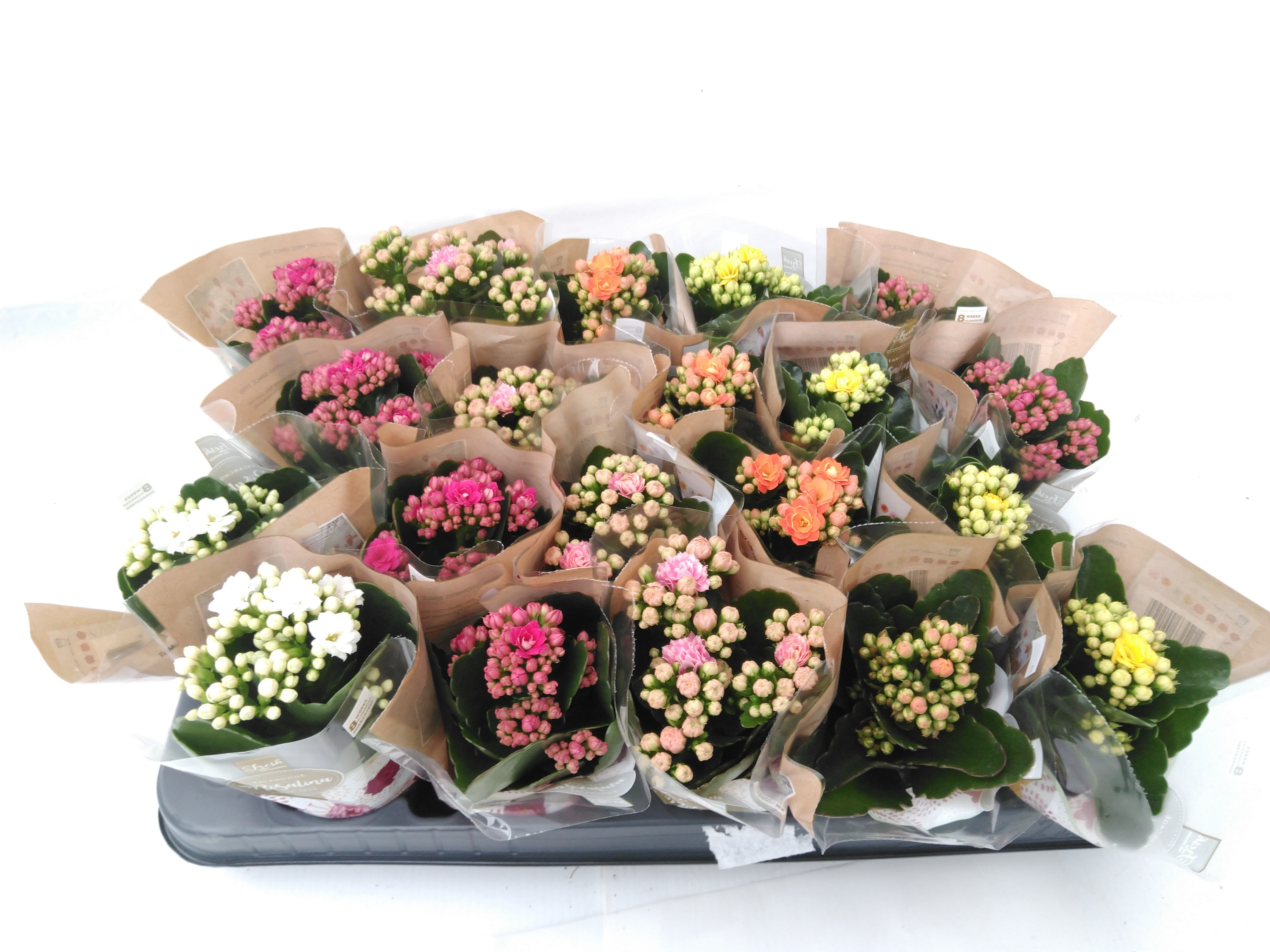 Kalanchoe blos. 'RosDon Collection'