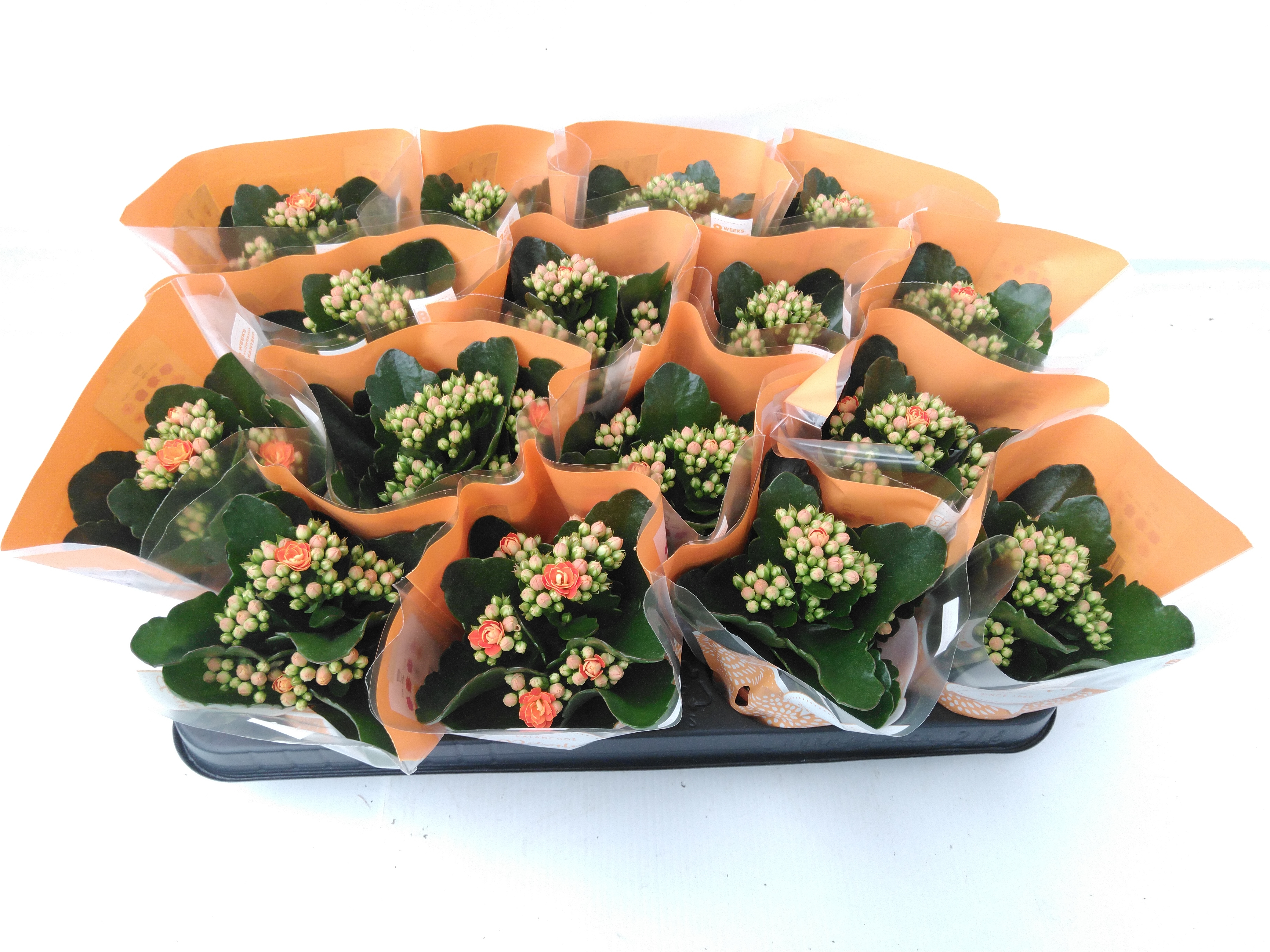 Kalanchoe blos. 'RosDon Pedro' oranje