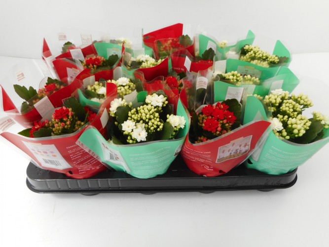 Kalanchoe blos. 'Perfecta mix' rood en wit dubbel