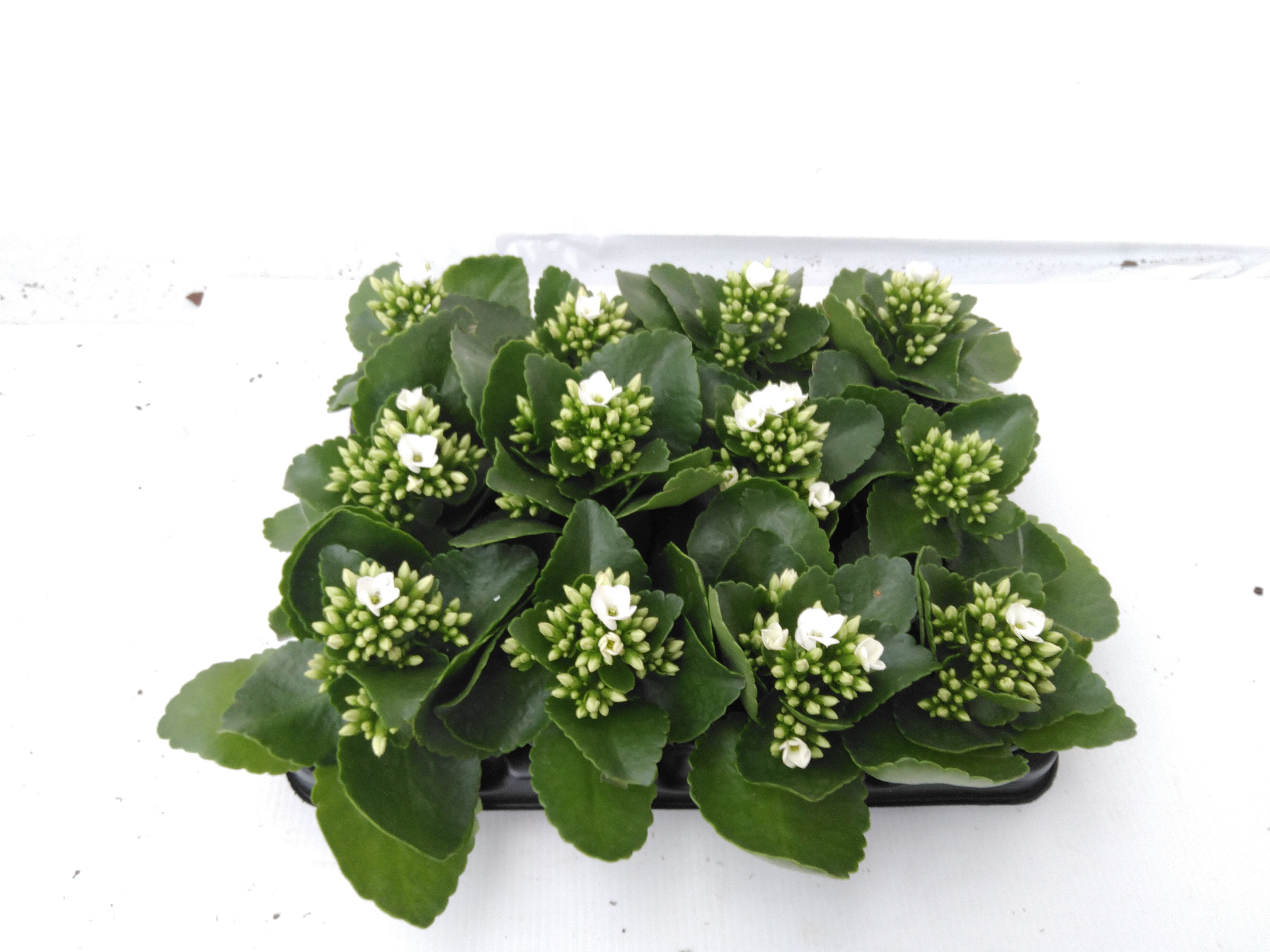Kalanchoe blos.  enkel wit