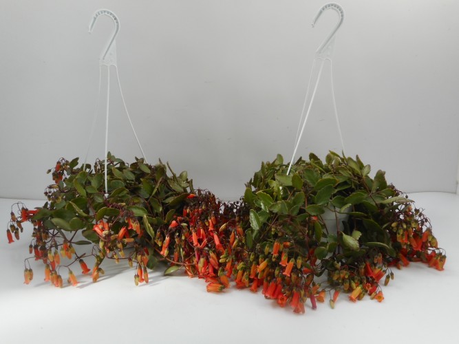 Kalanchoe manginii 'Tessa' Kalanchoe manginii 'Tessa'