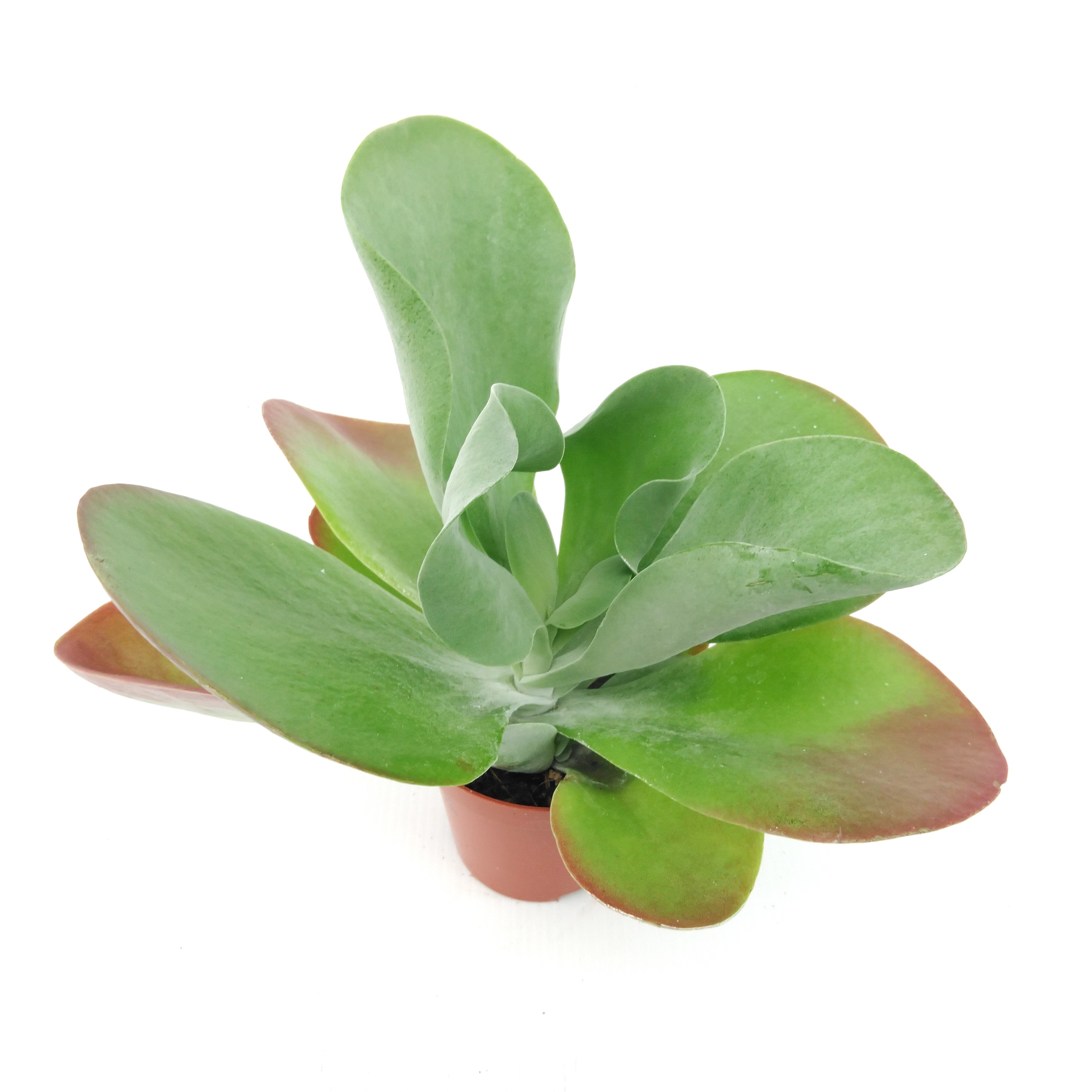 Kalanchoe thyrsiflora - Woestijnroos Kalanchoe thyrsiflora - Woestijnroos