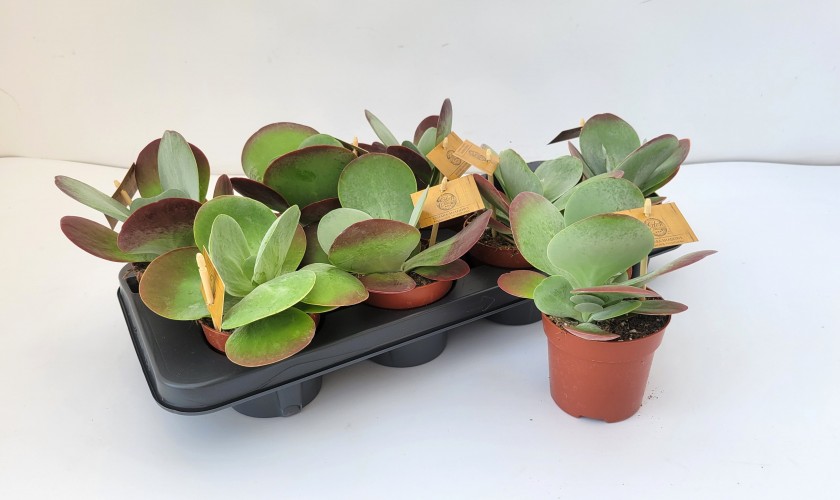 Kalanchoe thyrsiflora - Woestijnroos