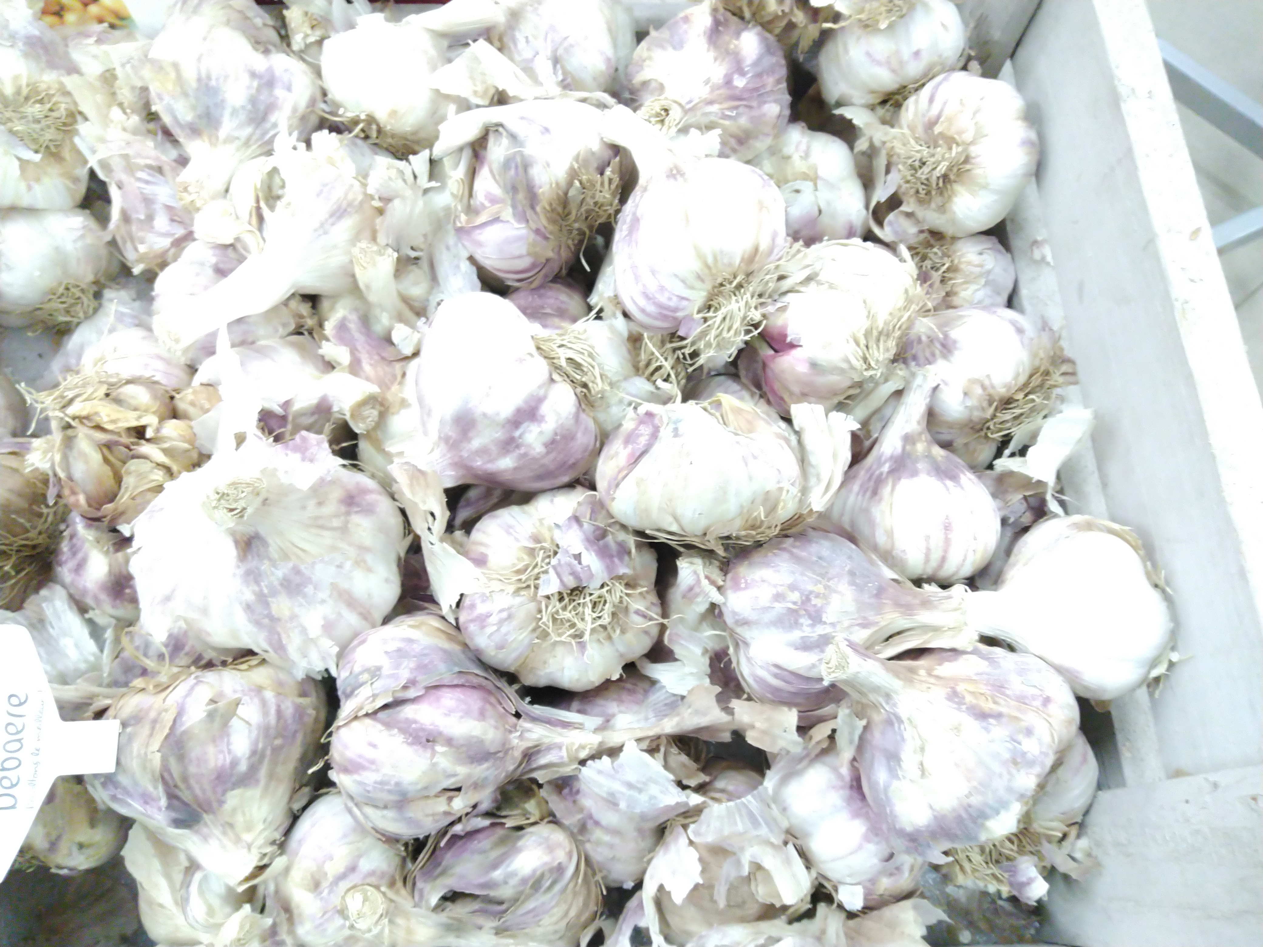 Knoflook - Bulbe de l'ail 'Germidour Violette' Knoflook - Bulbe de l'ail 'Germidour Violette'