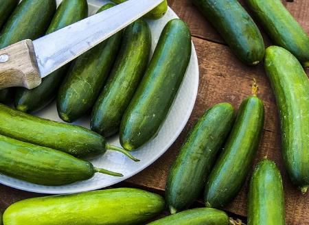 Geënte Snackkomkommer - Concombre snack greffé