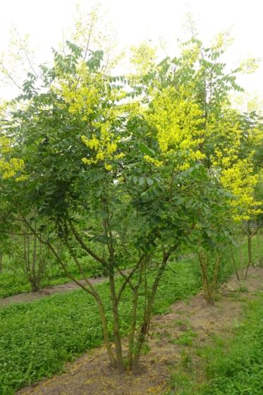 Koelreuteria paniculata