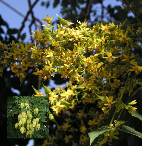 Koelreuteria paniculata