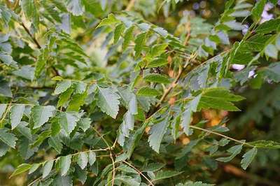 Koelreuteria paniculata