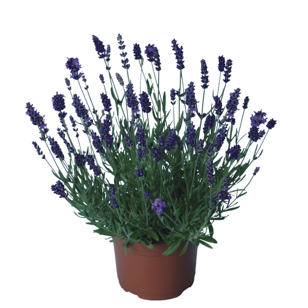 Lavandula angustifolia Blue Scent Lavandula angustifolia Blue Scent