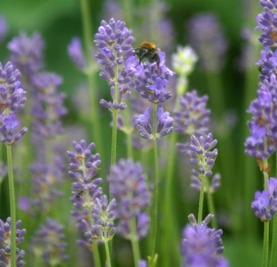 Lavandula angustifolia Dwarf Blue Lavandula angustifolia Dwarf Blue