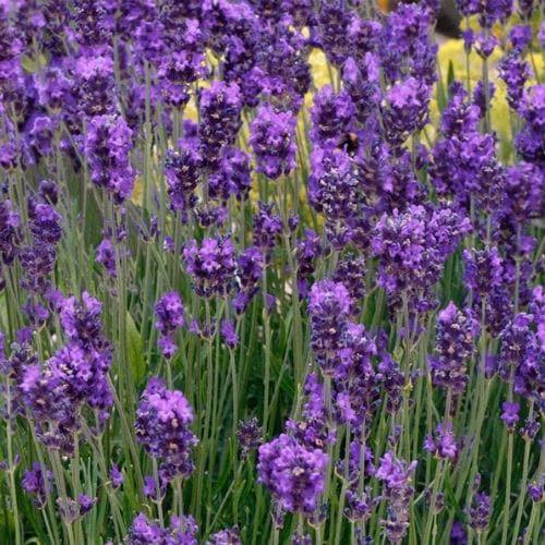 Lavandula ang. 'Essence Purple' Lavandula ang. 'Essence Purple'