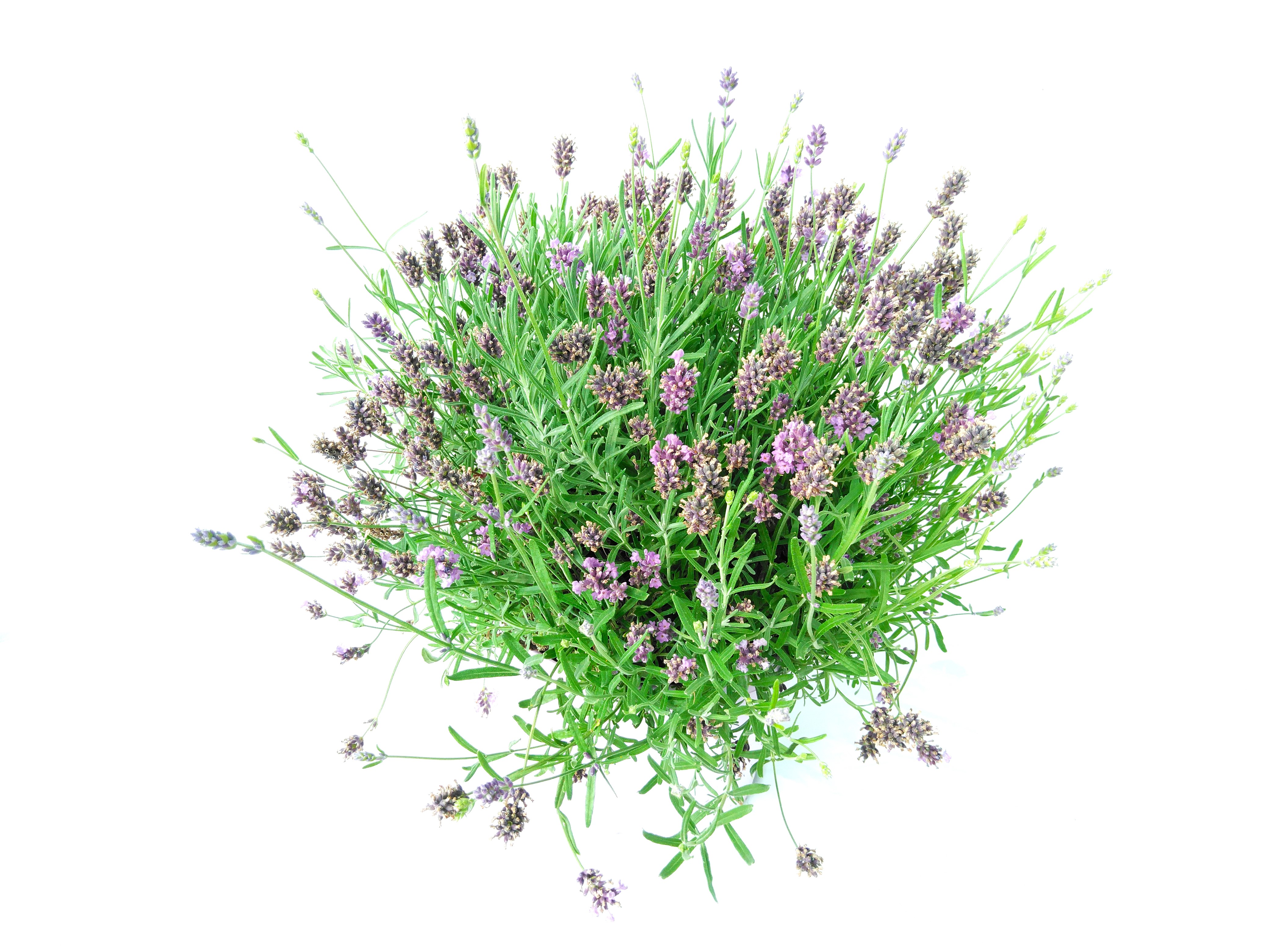 Lavandula ang. 'Hidcote' Lavandula ang. 'Hidcote'