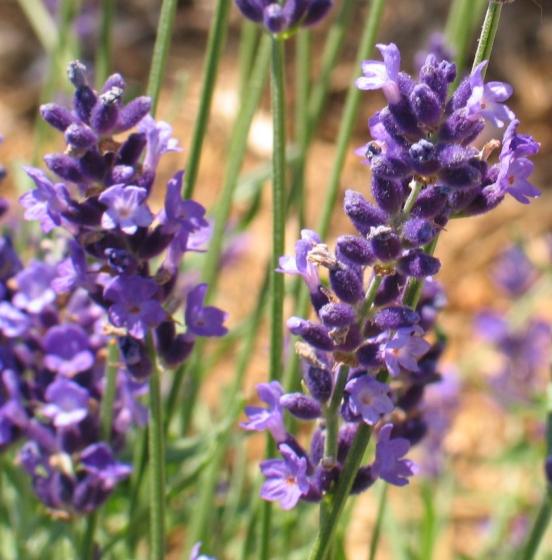 Lavandula angustifolia Hidcote blue Lavandula angustifolia Hidcote blue