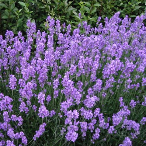 Lavandula ang. 'Munstead' Lavandula ang. 'Munstead'
