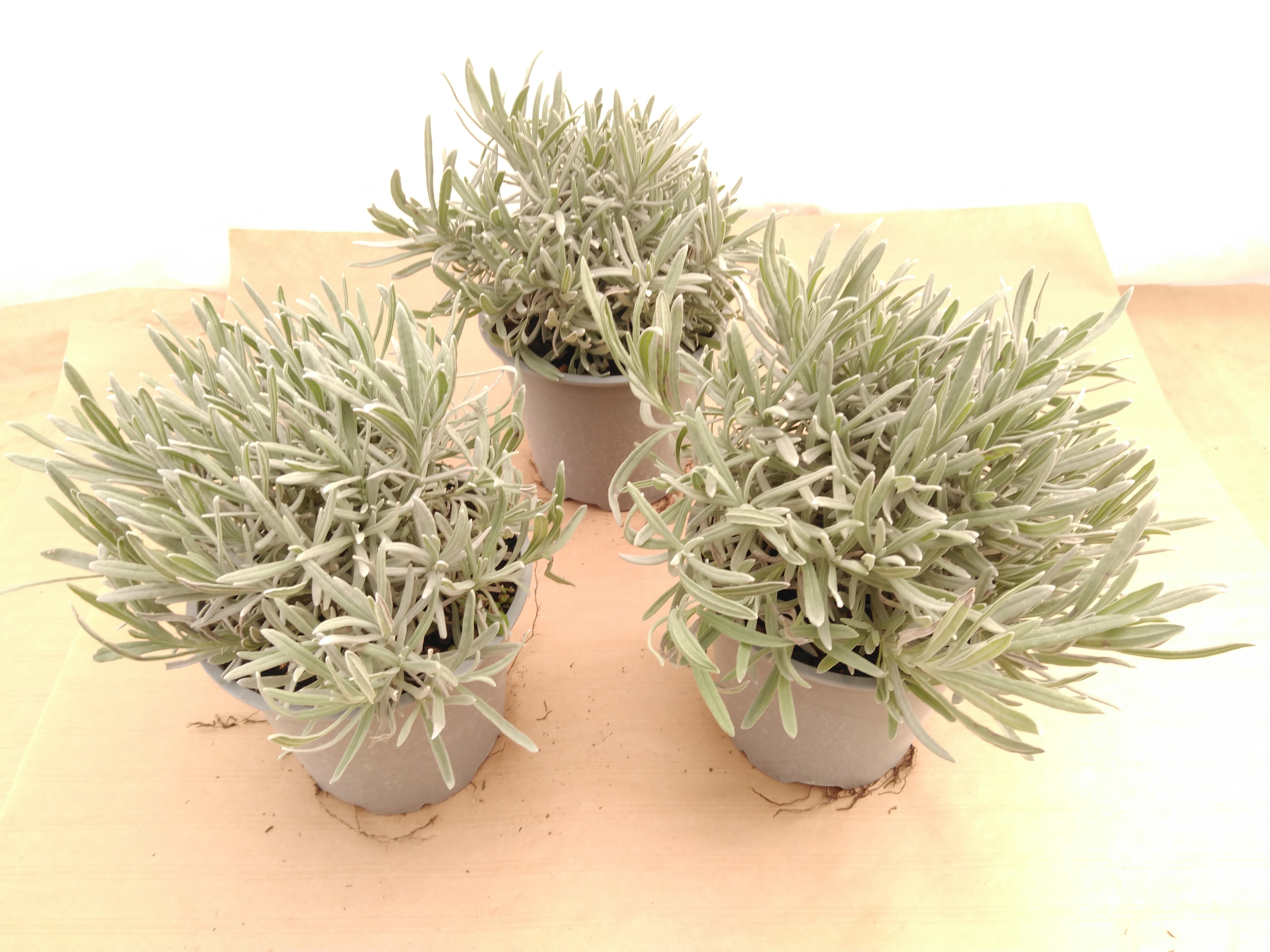 Lavandula angustifolia - ITALIE