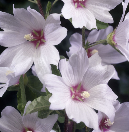 Lavatera 'Barnsley' Lavatera 'Barnsley'