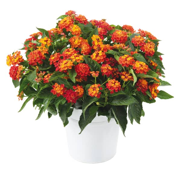 Lantana camara in kleuren P14