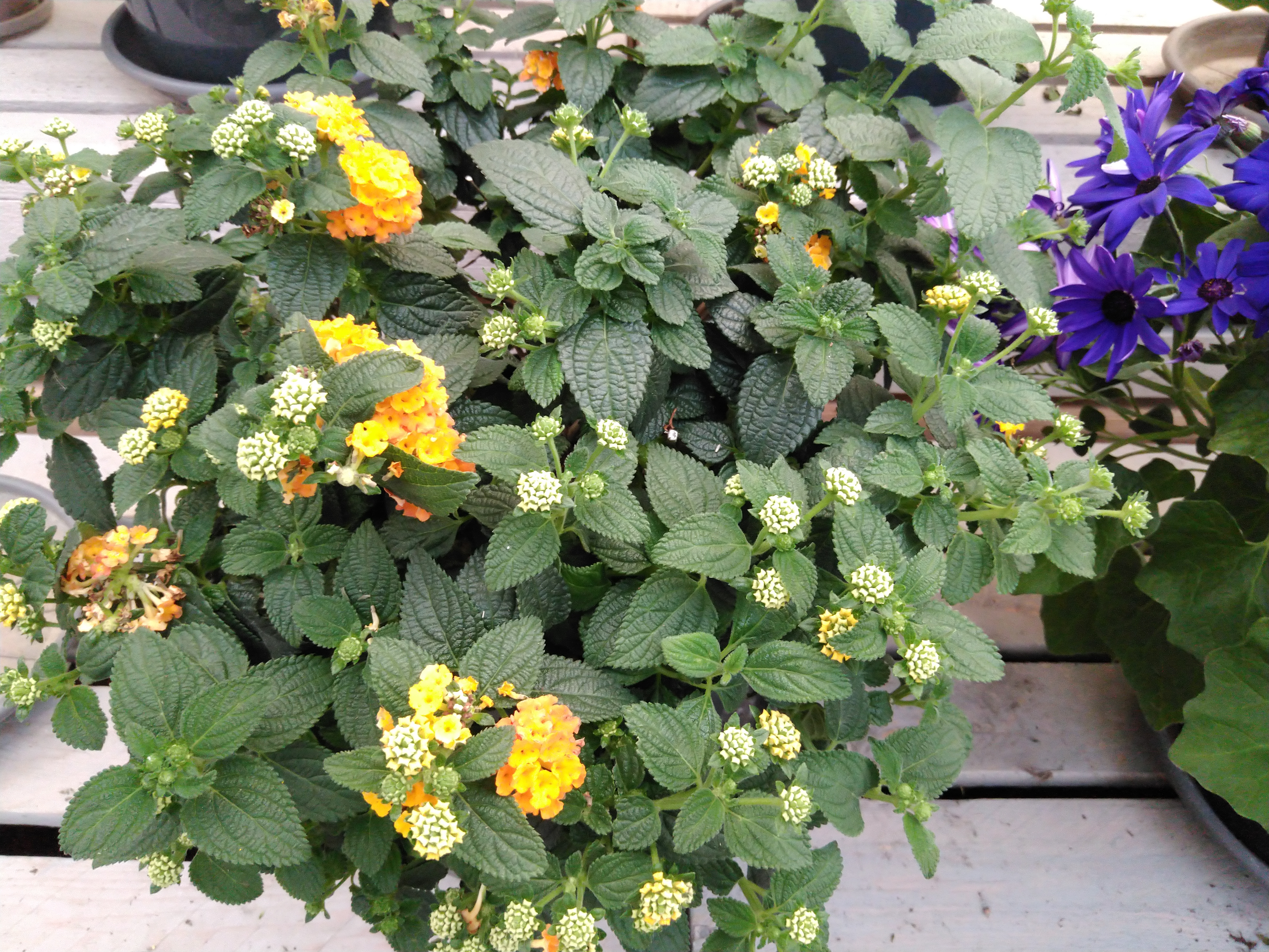 Lantana camara 'Simon Orange' struik XXL