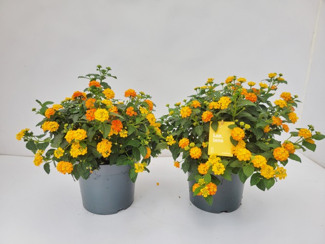 Lantana camara 'Simon Orange' struik XXL