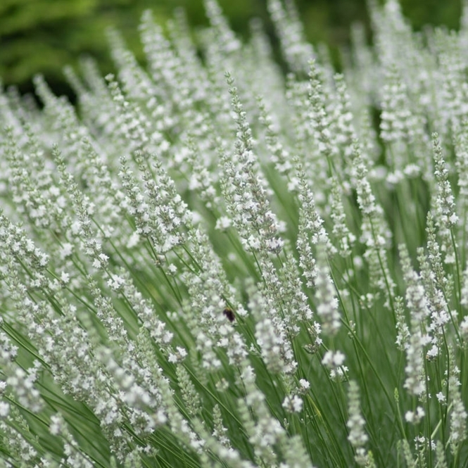 Lavandula ang. 'Edelweiss' Lavandula ang. 'Edelweiss'