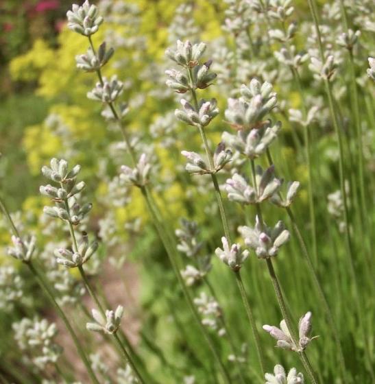 Lavandula ang. 'Edelweiss'