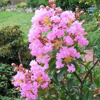 Lagerstroemia indica 'Delta Blush' Lagerstroemia indica 'Delta Blush'