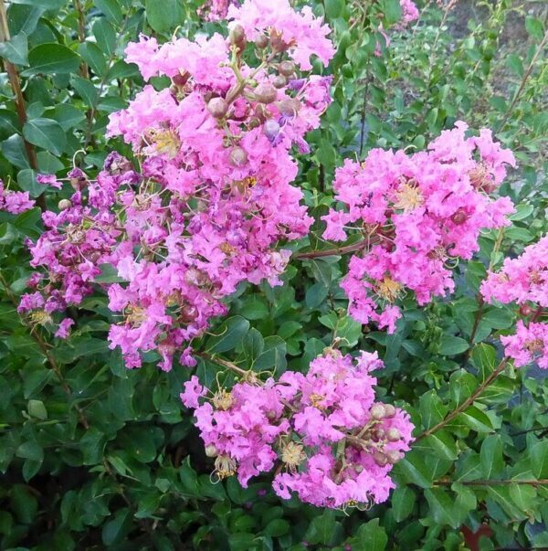 Lagerstroemia indica 'Cordon Bleu' Lagerstroemia indica 'Cordon Bleu'