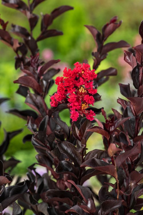 Lagerstroemania indica 'Best Red'  DT