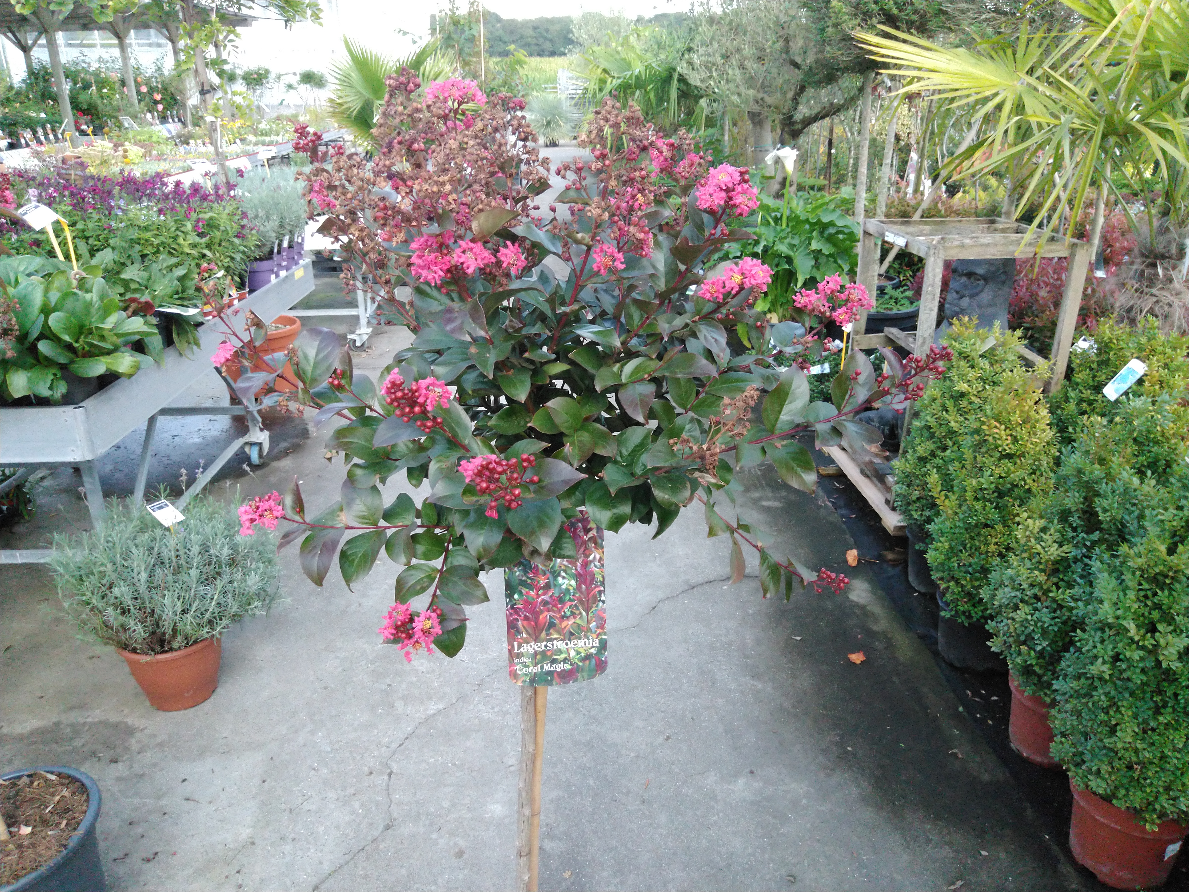 Lagerstroemia indica in kleuren