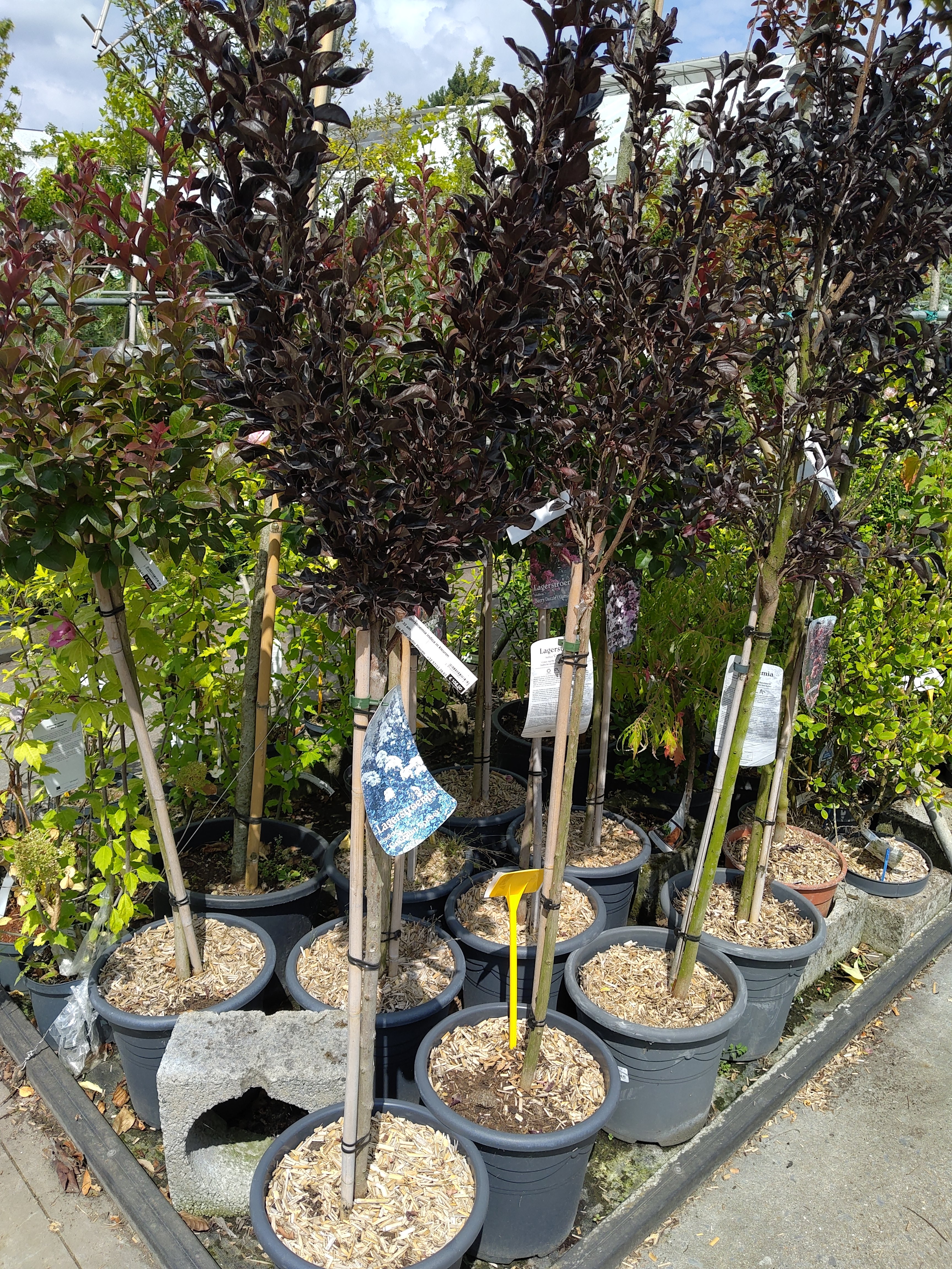 Lagerstroemia indica in kleuren