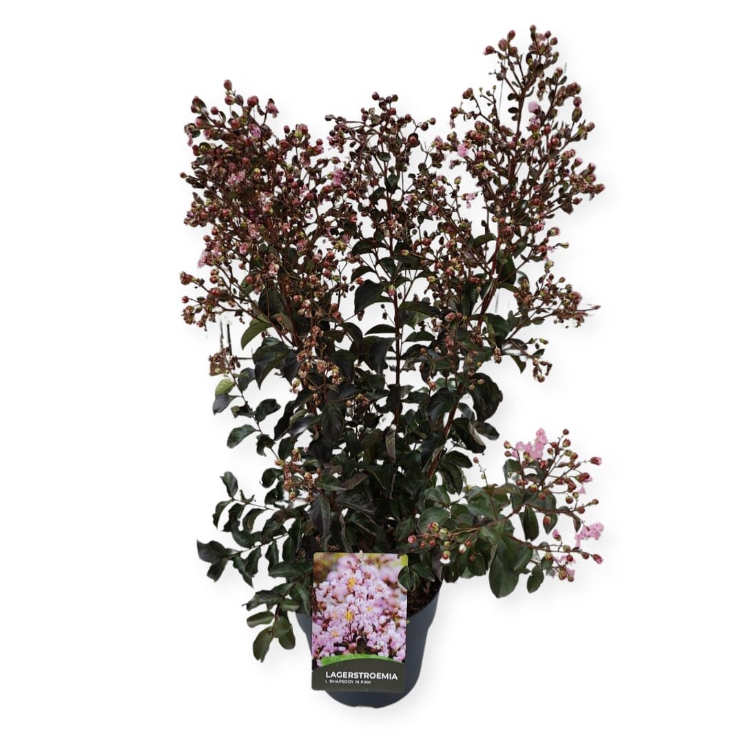 Lagerstroemia ind. 'Rhapsody in Pink'
