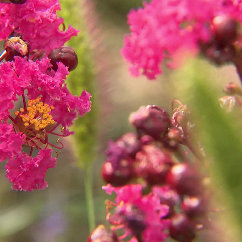 Lagerstroemia ind. 'Rhapsody in Pink'